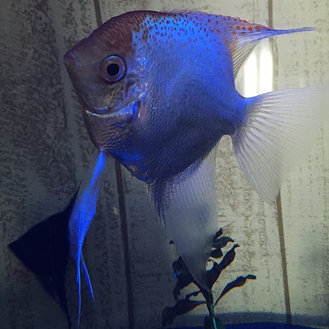 Sakikoさんの実例写真