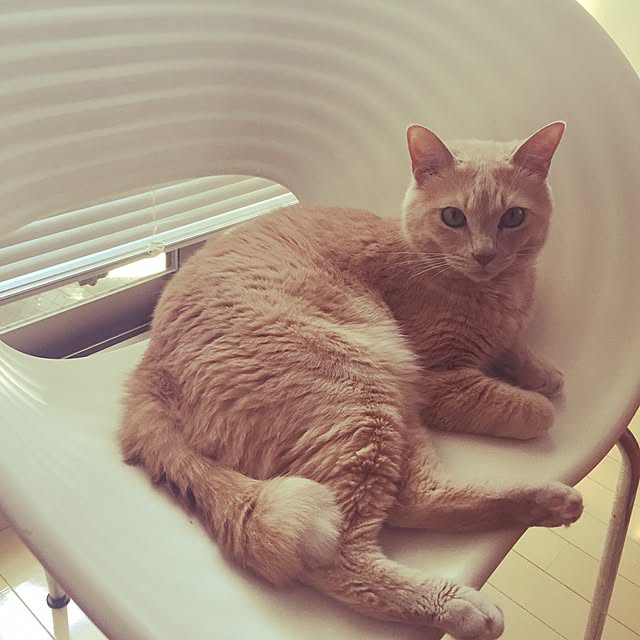 Maiさんの実例写真