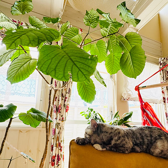 nekozo328さんの実例写真