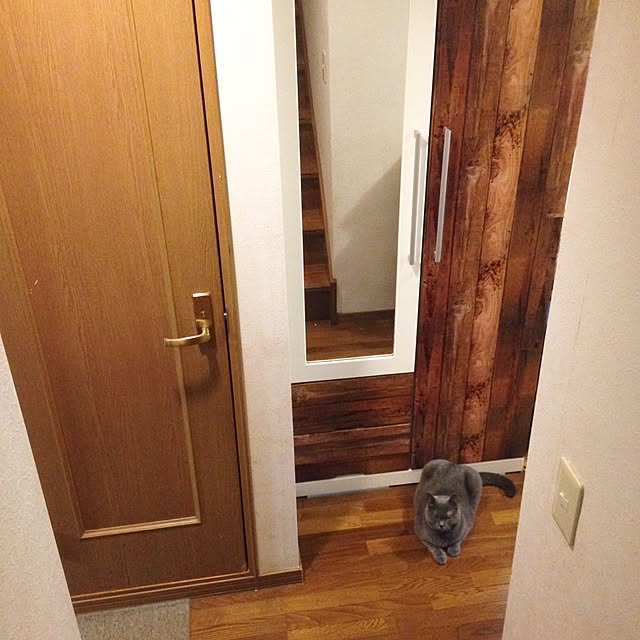 玄関/入り口/ダイソーリメイクシート/狭小住宅/ねこのいる日常/中古戸建てのインテリア実例 - 2016-09-18 23:45:21