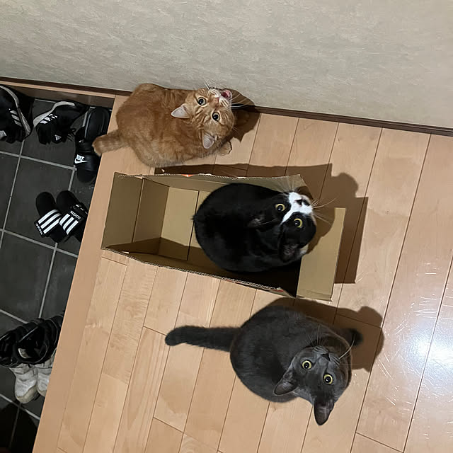 nekoさんの実例写真