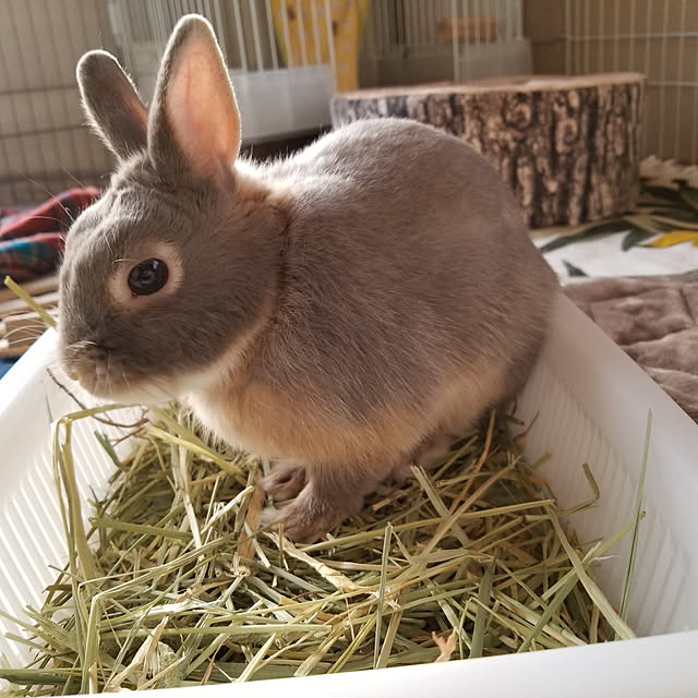 kominka_Lifeさんの実例写真