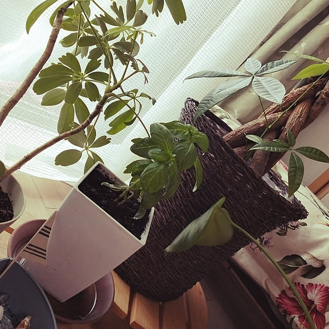 mauさんの実例写真