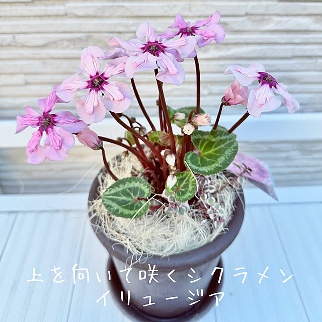 Re_さんの実例写真