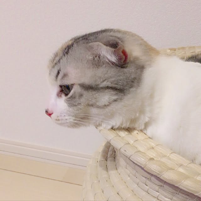 yokkochanさんの実例写真