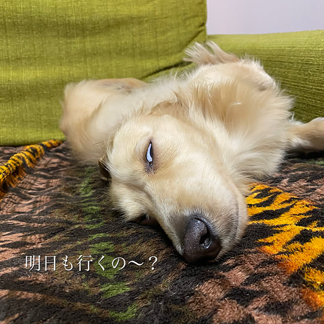 uninekoさんの実例写真