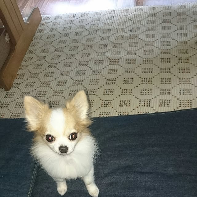 porinさんの実例写真
