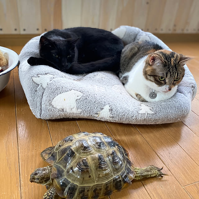 coronさんの実例写真