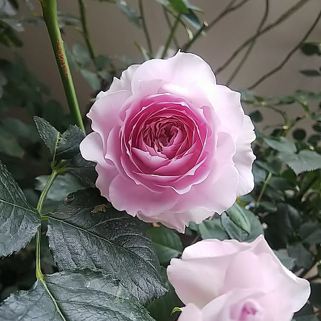 hiromimiさんの実例写真