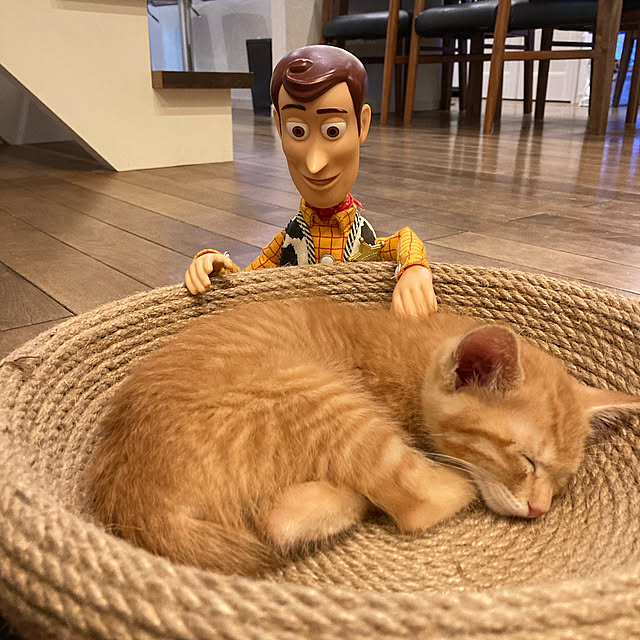 Shintaさんの実例写真