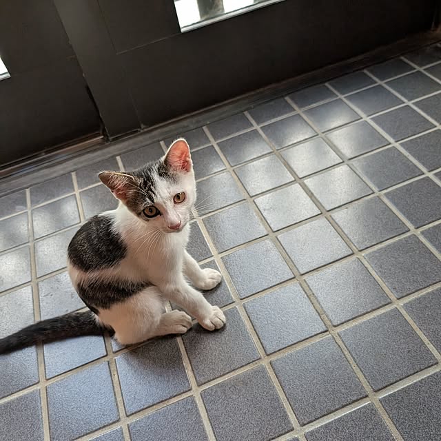 実例写真