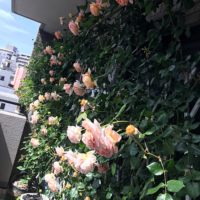 kimishigureさんの部屋