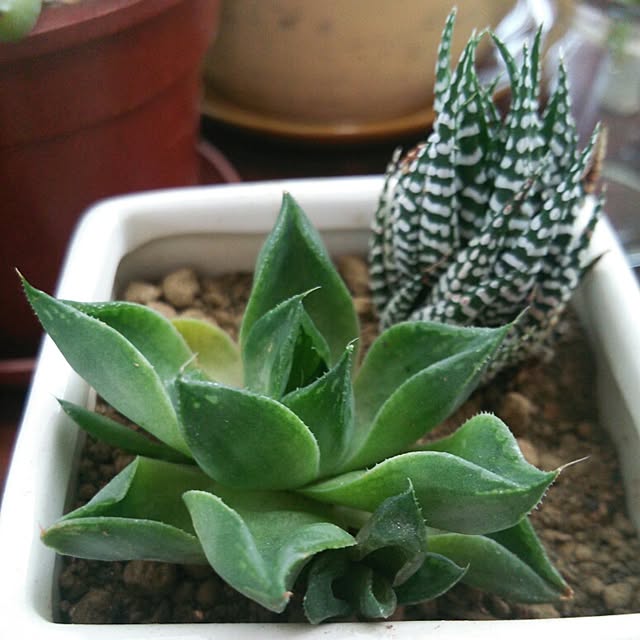 aiさんの実例写真