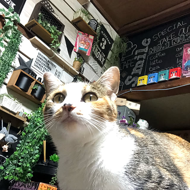 vivienne.coco-keiさんの実例写真