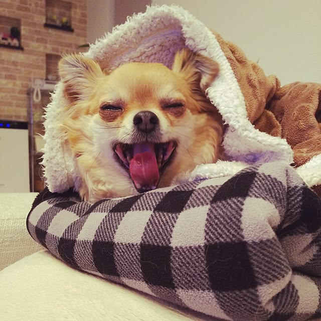 kojikojiさんの実例写真