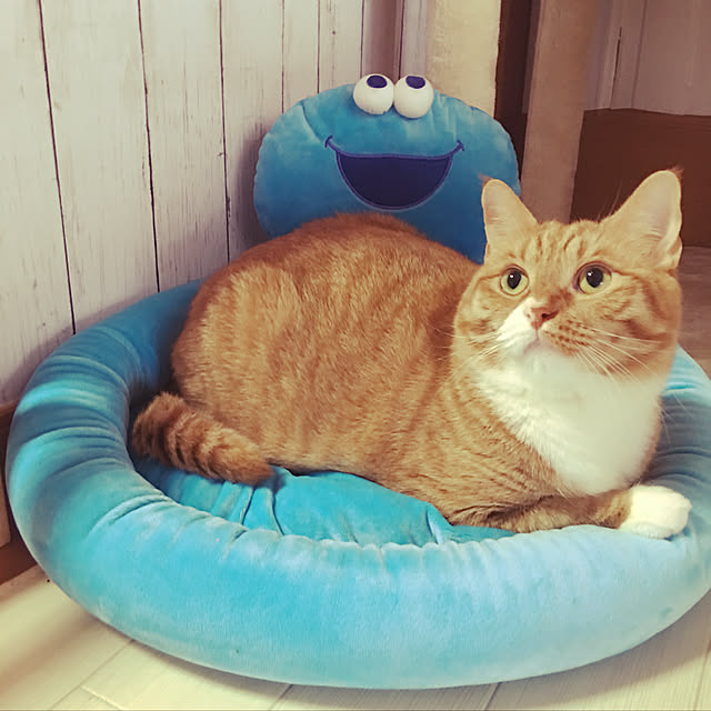 CATさんの実例写真
