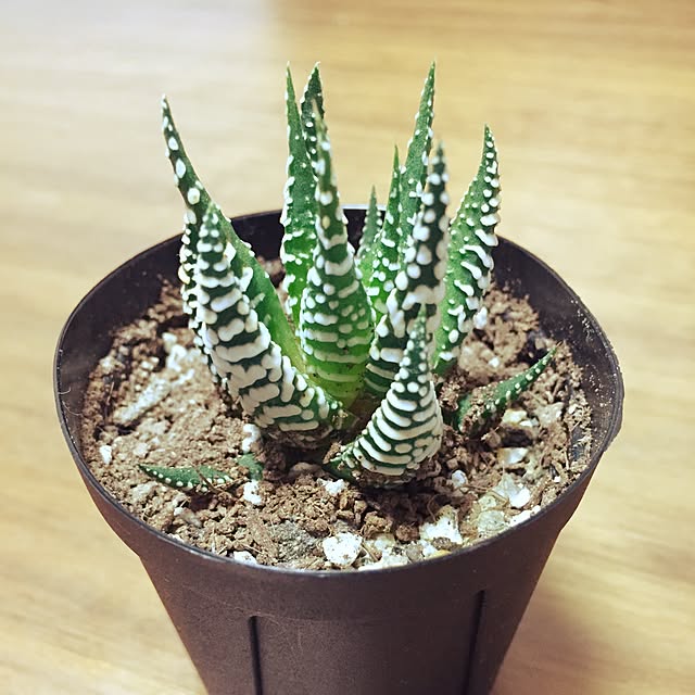 ethicsさんの実例写真