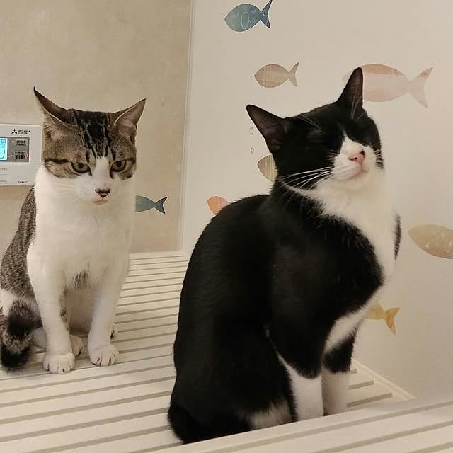 Gomaさんの実例写真
