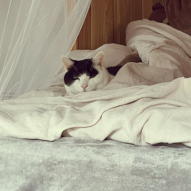 nekosamaさんの実例写真