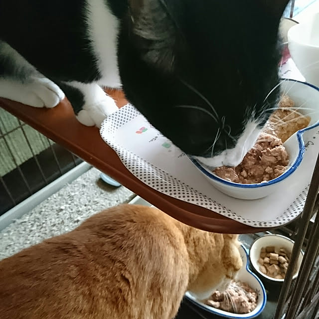 okyosan101さんの実例写真