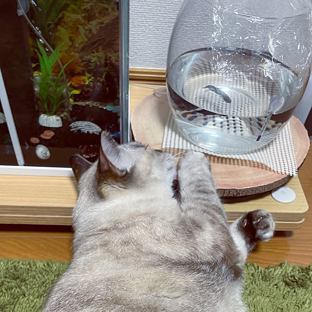Ny77Coronさんの実例写真