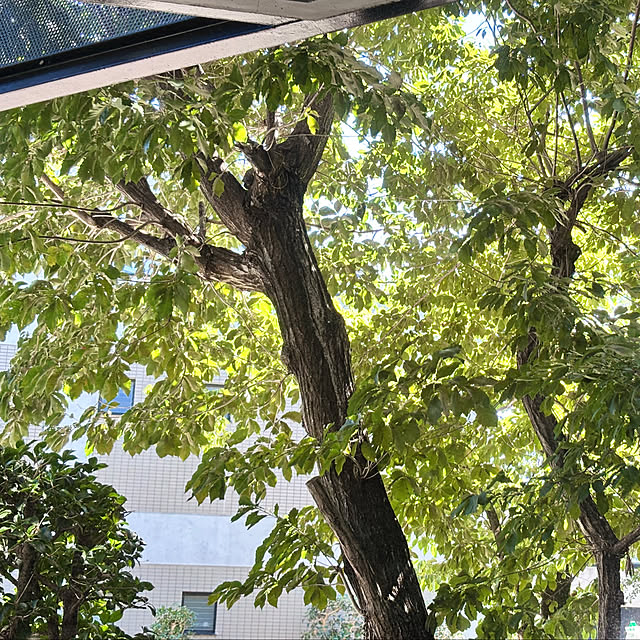 tricoさんの部屋