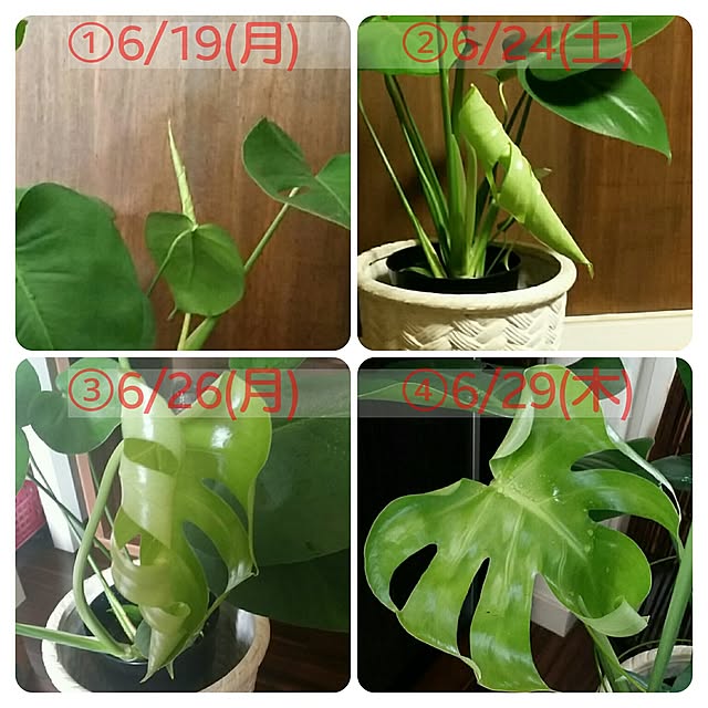 Rocoさんの実例写真