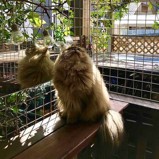 butachanさんの実例写真