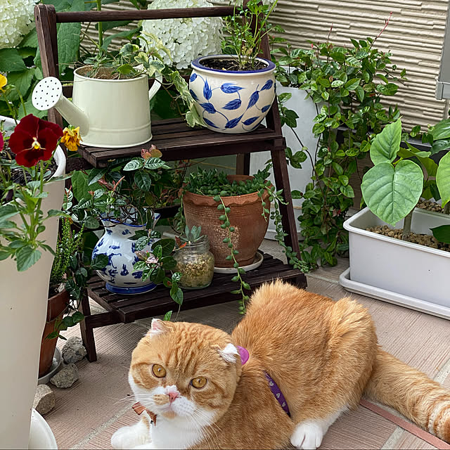 shizzzさんの実例写真