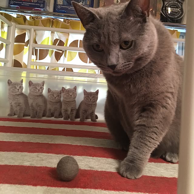 ikettenさんの実例写真