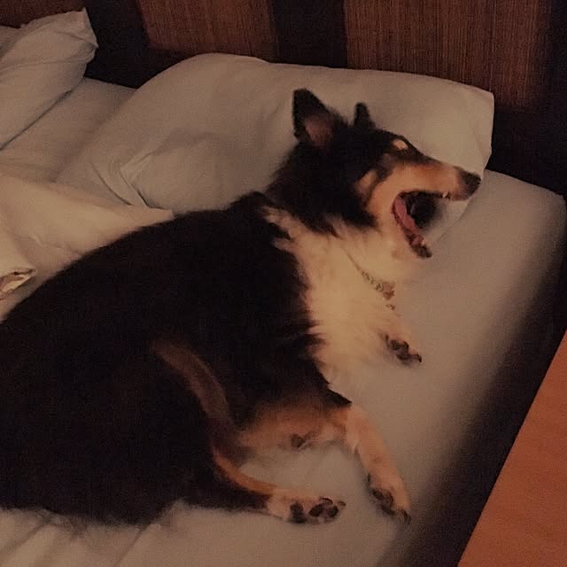 shinobuさんの実例写真