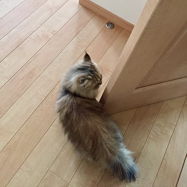 butachanさんの実例写真