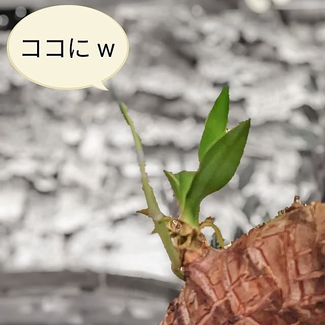 GINさんの部屋