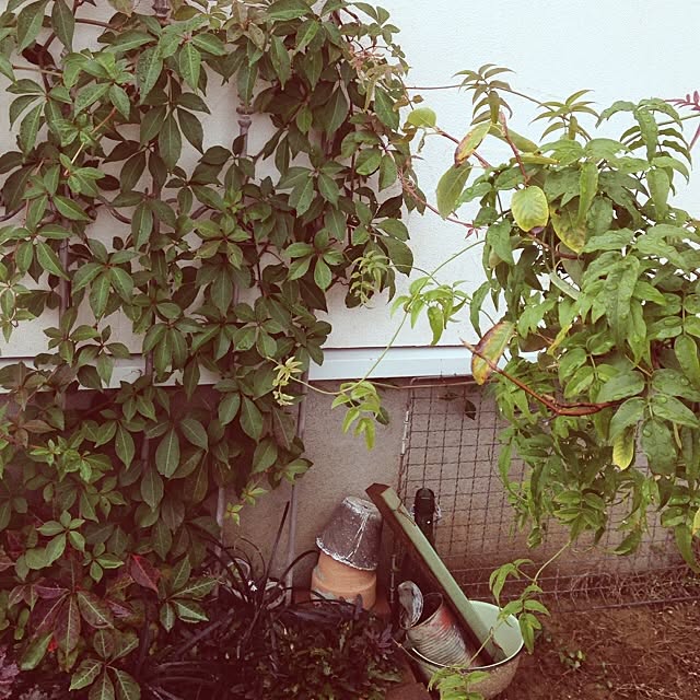 matricariaさんの実例写真