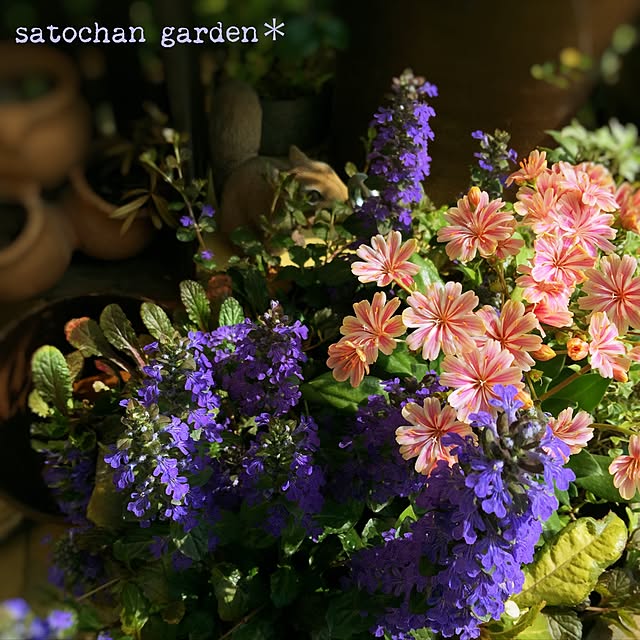 satochanさんの実例写真