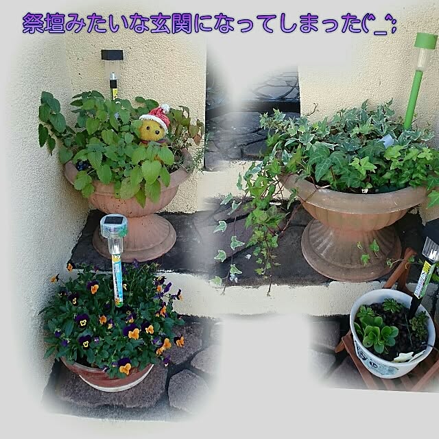 玄関/入り口/観葉植物/外観、塗装工事中/100均アイテムのインテリア実例 - 2015-10-28 09:59:45