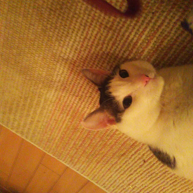sakuraさんの実例写真