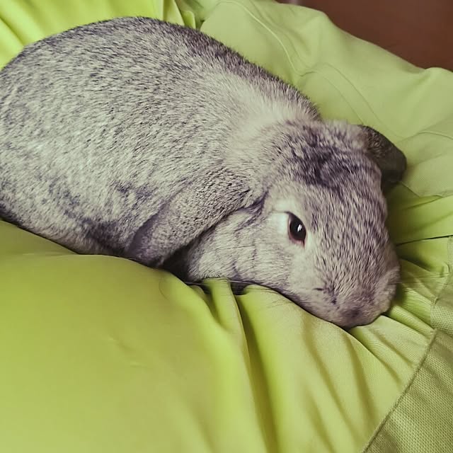 mogu0418さんの実例写真