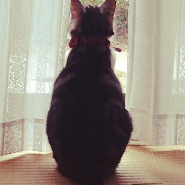 koharuさんの実例写真