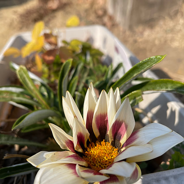 natsumiさんの部屋