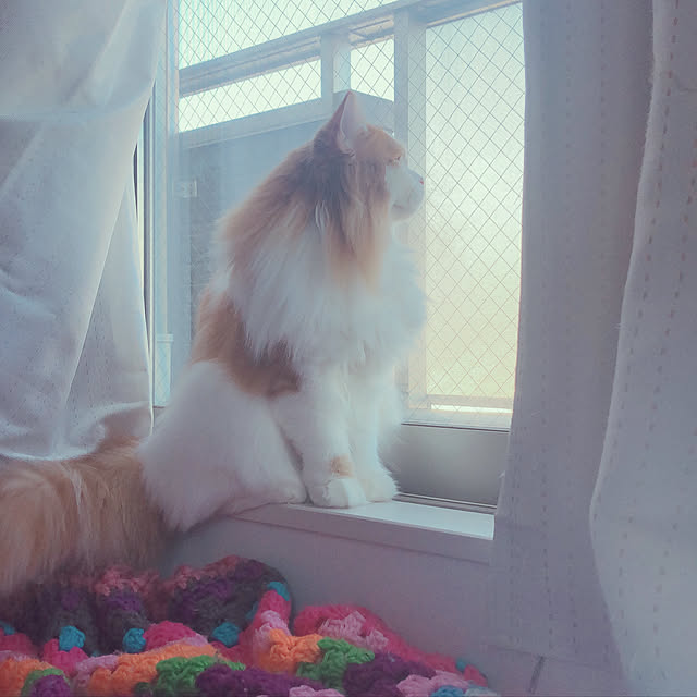 rumiccroさんの実例写真