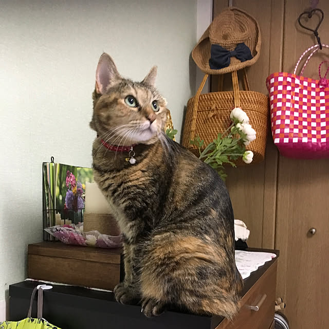 syutanさんの実例写真