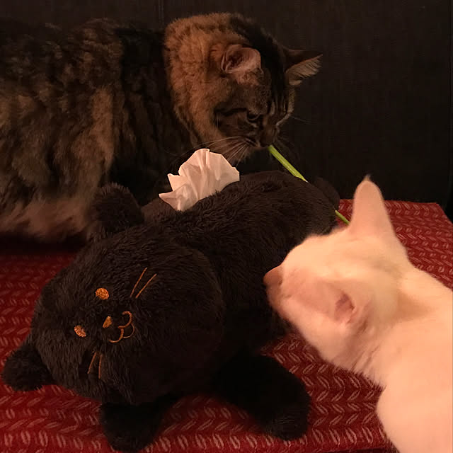 sakurasakuさんの実例写真