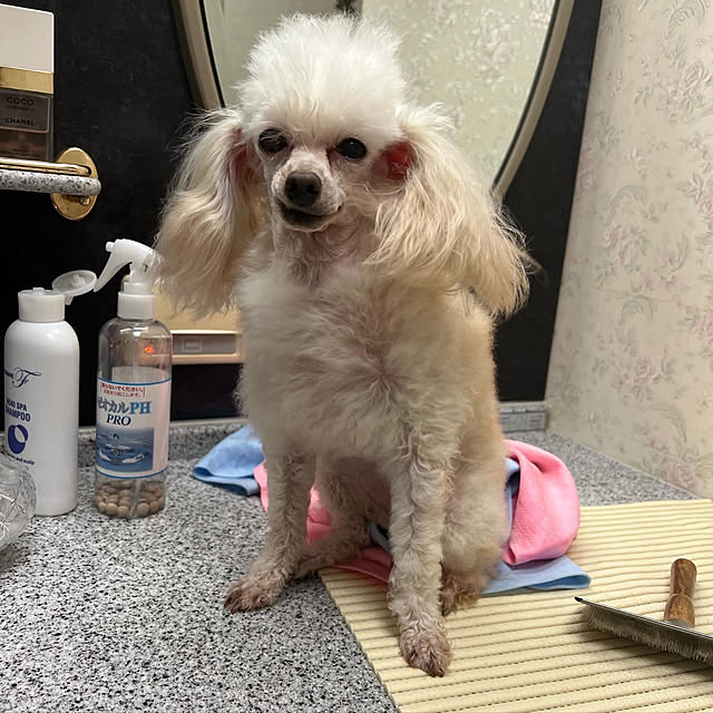 AYUKOさんの実例写真