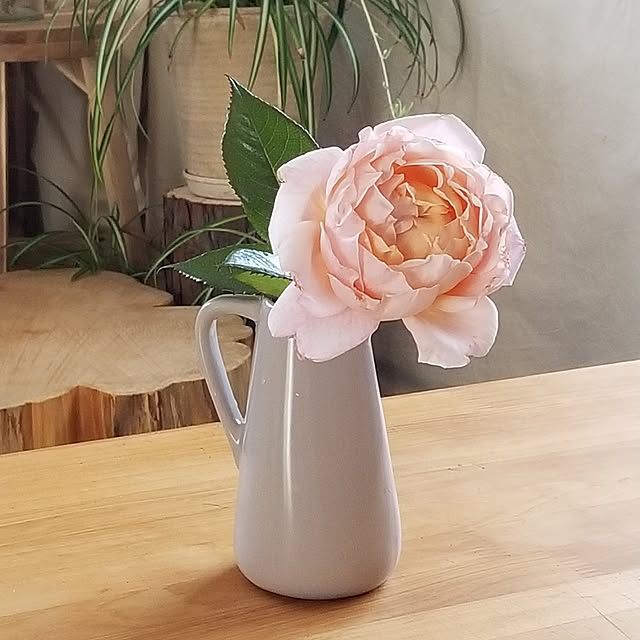 midoriさんの部屋