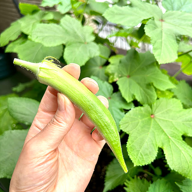 sacchiさんの部屋