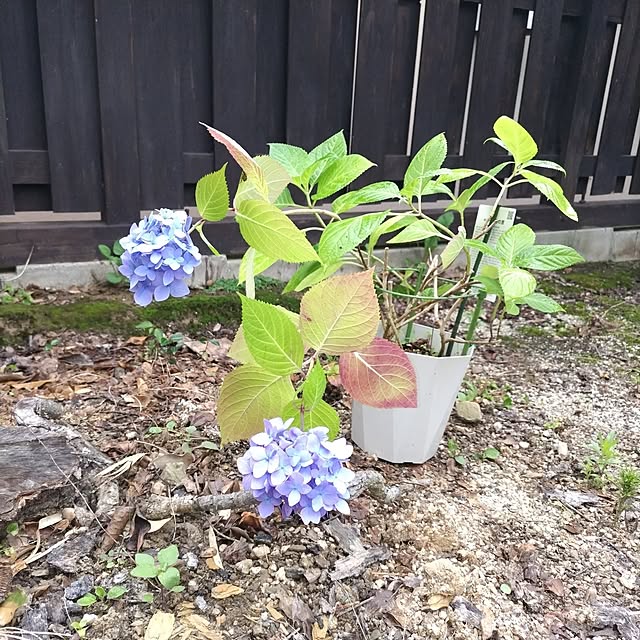 kuririnmamaさんの実例写真
