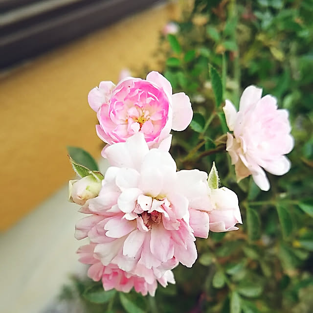 sunflowerさんの実例写真