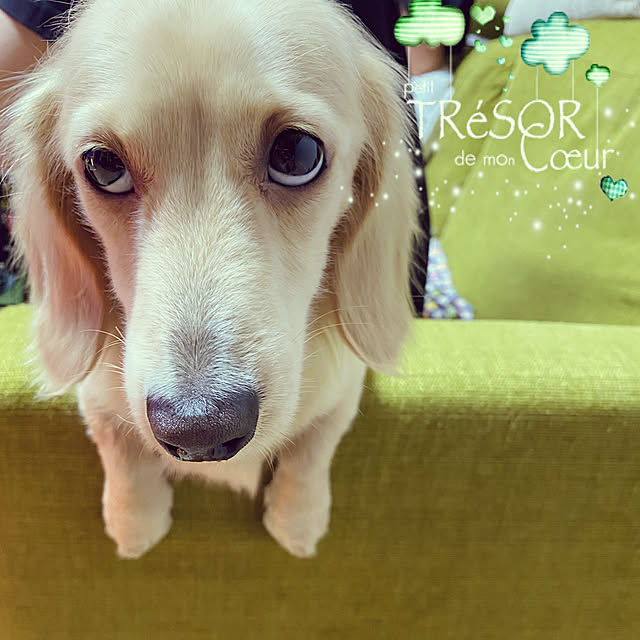uninekoさんの実例写真