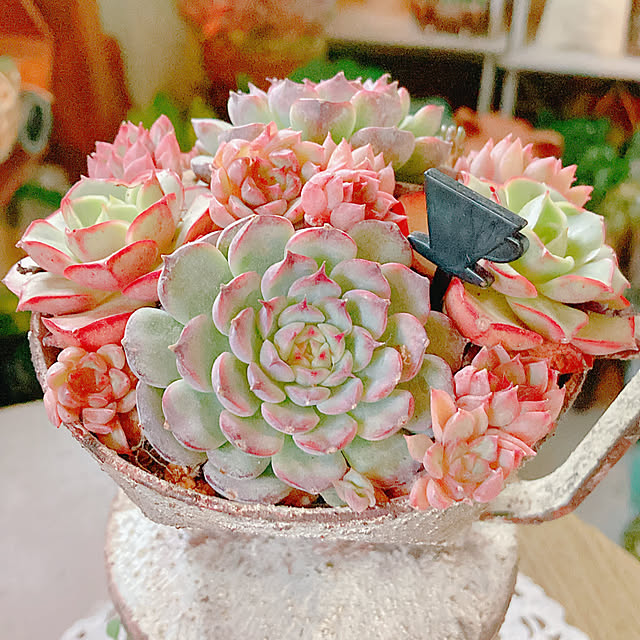 Hanakaさんの部屋
